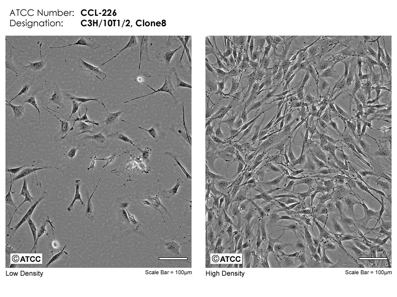 C3H/10T1/2, Clone 8细胞图片